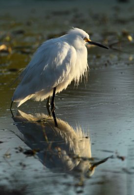 Snowy Egret