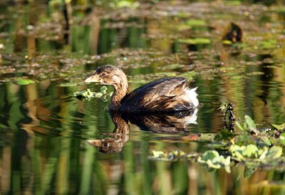 Pied Billed Grebe