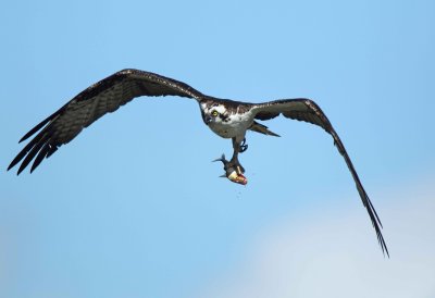 Osprey