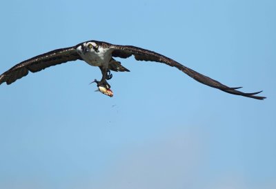 Osprey