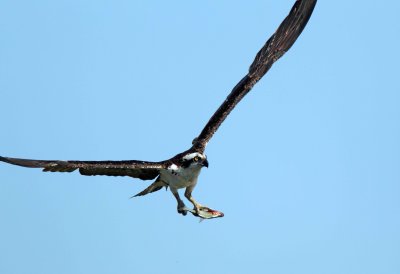 Osprey