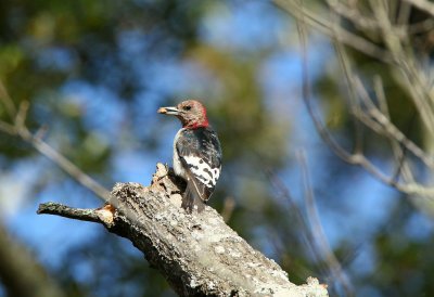 Red Headed  Woodpecker (juvenile)