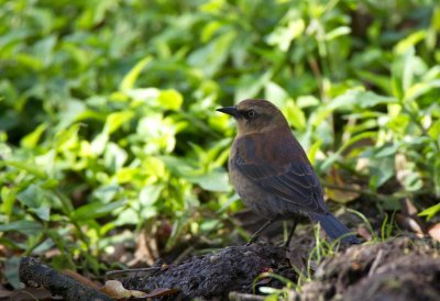 Rusty Blackbird