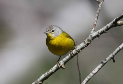 Nashville Warbler