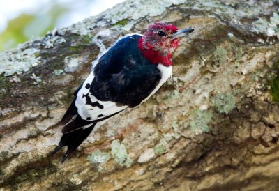 Red Headed Woodpecker