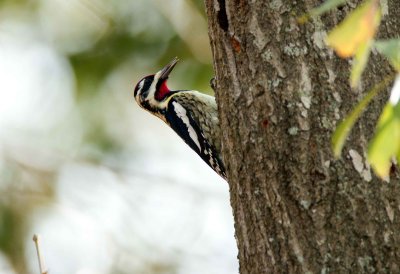 Yellow Bellied Sapsucker