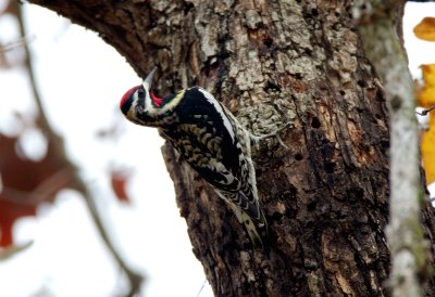 Yellow Bellied Sapsucker