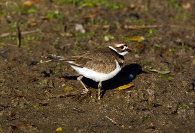 Kildeer