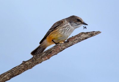 Vermillion Flycatcher (female)