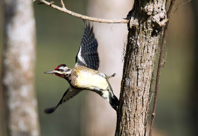 Yellow Bellied Sapsucker
