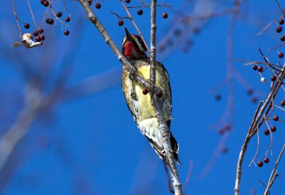 Yellow Bellied Sapsucker