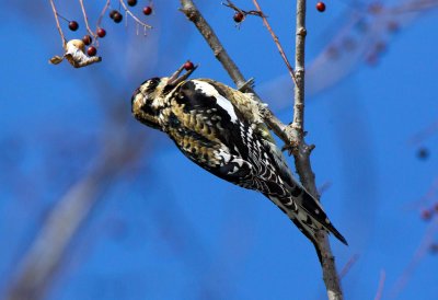 Yellow Bellied Sapsucker