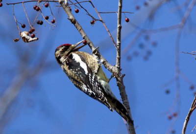Yellow Bellied Sapsucker