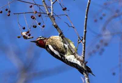 Yellow Bellied Sapsucker