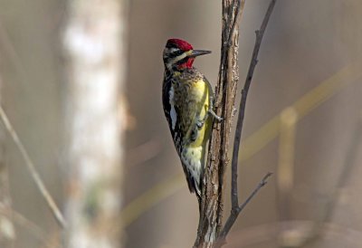 Yellow Bellied Sapsucker