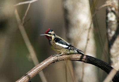 Yellow Bellied Sapsucker