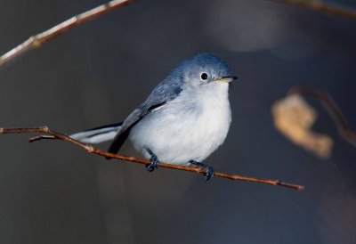 Blue Gray Gnatcatcher