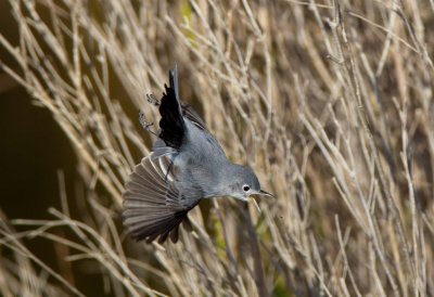 Blue Gray Gnatcatcher