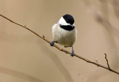 Carolina Chickadee