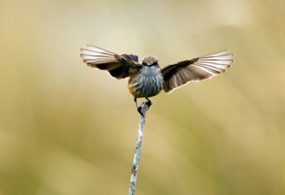 Vermillion Flycatcher (female)