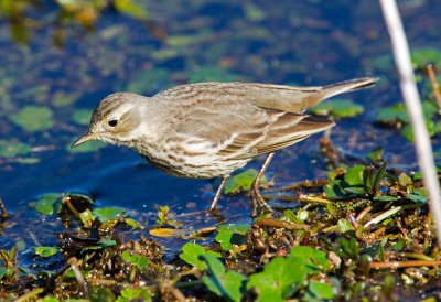 American Pipit