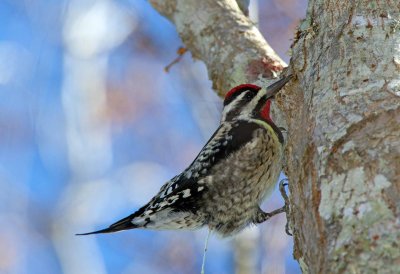Yellow Bellied Sapsucker