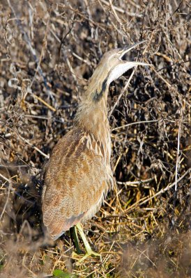 American Bittern