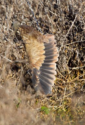 American Bittern