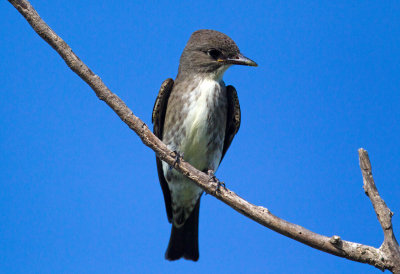 Olive Sided Flycatcher