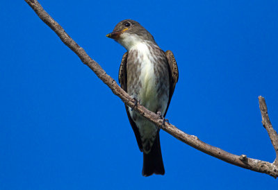 Olive Sided Flycatcher