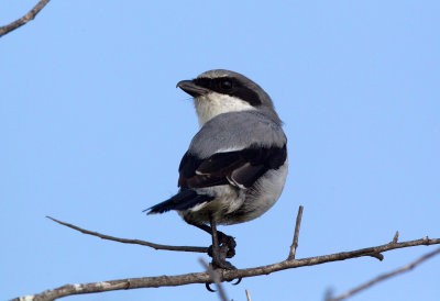 Loggerhead Shrike