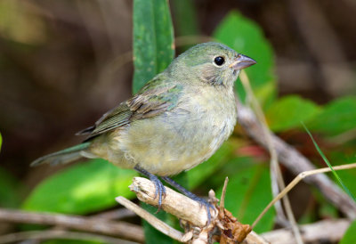 Painted Bunting (immature)