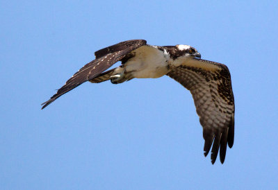 Osprey