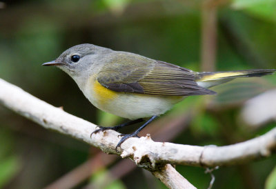 American Redstart (Female)
