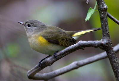 American Redstart (Female)