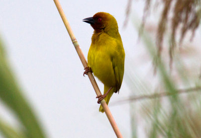 African Golden Weaver