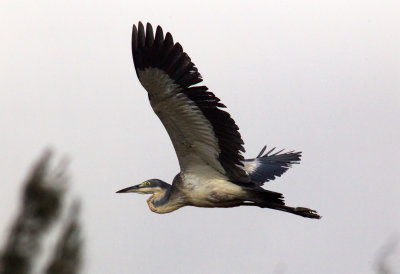 Black Headed heron