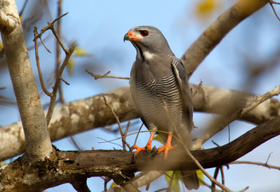 African Lizard Buzzard