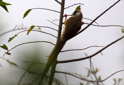 Speckled Mousebird