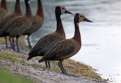 White faced Whistling Duck