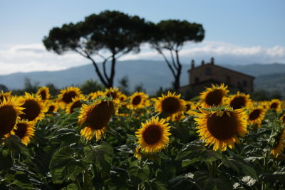 Sunflower