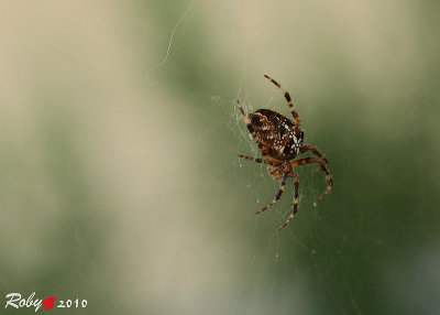 Macro photography & close up