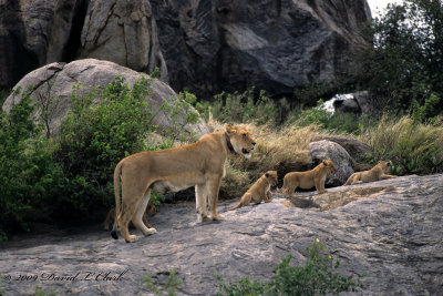 Lioness w/cubs