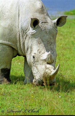 White Rhinoceros