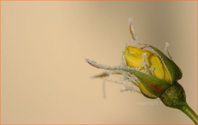 frosty rose