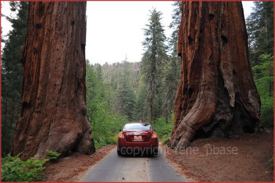 car vs sequoia - no match...