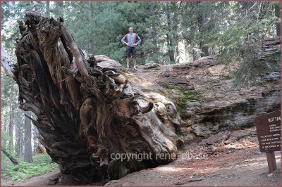 sequoia & kings canyon np