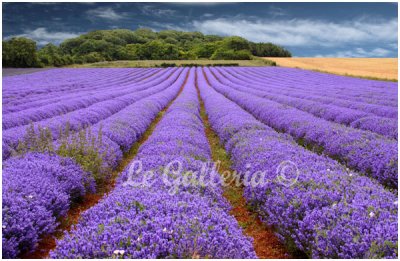 Norfolk's Lavender