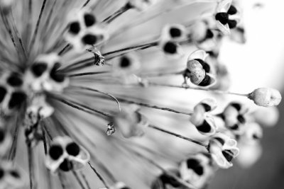 allium seed pods