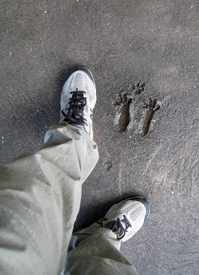 g1/36/961936/3/127248283.H1NL3I0p.jpg